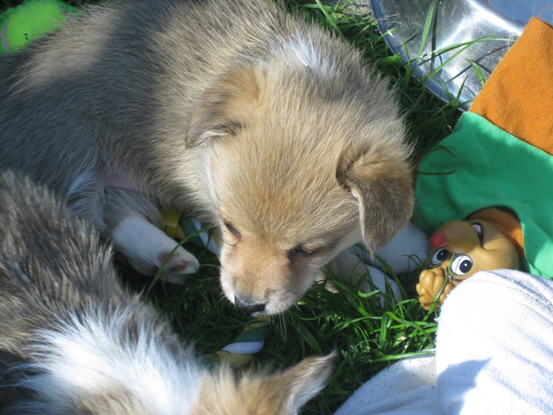 Puppies